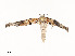  ( - CBG-A54465-C03)  @11 [ ] CreativeCommons - Attribution Share - Alike (2024) CBG Photography Group Centre for Biodiversity Genomics