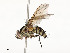  ( - CBG-A54466-B06)  @11 [ ] CreativeCommons - Attribution Share - Alike (2024) CBG Photography Group Centre for Biodiversity Genomics