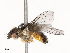  ( - CBG-A54466-E10)  @11 [ ] CreativeCommons - Attribution Share - Alike (2024) CBG Photography Group Centre for Biodiversity Genomics