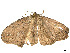  ( - CBG-A54467-A03)  @11 [ ] CreativeCommons - Attribution (2024) CBG Photography Group Centre for Biodiversity Genomics