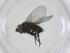  (Phytomyptera Malaise9399 - CBG-A55068-B11)  @11 [ ] CreativeCommons - Attribution Share - Alike (2024) Centre for Biodiversity Genomics Centre for Biodiversity Genomics