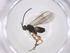  (Glyptapanteles Malaise8592 - CBG-A56154-E02)  @11 [ ] CreativeCommons - Attribution Share - Alike (2024) Centre for Biodiversity Genomics Centre for Biodiversity Genomics