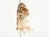  ( - CBG-A51934-E04)  @11 [ ] CreativeCommons - Attribution Share - Alike (2024) CBG Photography Group Centre for Biodiversity Genomics