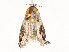  ( - CBG-A51934-E07)  @11 [ ] CreativeCommons - Attribution Share - Alike (2024) CBG Photography Group Centre for Biodiversity Genomics