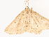  ( - CBG-A51935-C01)  @11 [ ] CreativeCommons - Attribution Share - Alike (2024) CBG Photography Group Centre for Biodiversity Genomics