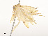  ( - CBG-A51935-D01)  @11 [ ] CreativeCommons - Attribution Share - Alike (2024) CBG Photography Group Centre for Biodiversity Genomics