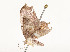  ( - CBG-A51935-D04)  @11 [ ] CreativeCommons - Attribution Share - Alike (2024) CBG Photography Group Centre for Biodiversity Genomics