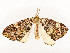  ( - CBG-A51935-D06)  @11 [ ] CreativeCommons - Attribution Share - Alike (2024) CBG Photography Group Centre for Biodiversity Genomics