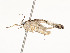  ( - CBG-A51935-F06)  @11 [ ] CreativeCommons - Attribution Share - Alike (2024) CBG Photography Group Centre for Biodiversity Genomics
