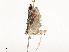  ( - CBG-A51935-G03)  @11 [ ] CreativeCommons - Attribution Share - Alike (2024) CBG Photography Group Centre for Biodiversity Genomics
