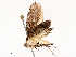  ( - CBG-A51936-C08)  @11 [ ] CreativeCommons - Attribution Share - Alike (2024) CBG Photography Group Centre for Biodiversity Genomics