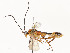  ( - CBG-A51936-F02)  @11 [ ] CreativeCommons - Attribution Share - Alike (2024) CBG Photography Group Centre for Biodiversity Genomics