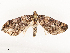  ( - CBG-A51966-E03)  @11 [ ] CreativeCommons - Attribution Share - Alike (2024) CBG Photography Group Centre for Biodiversity Genomics
