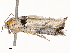  ( - CBG-A54468-C10)  @11 [ ] CreativeCommons - Attribution Share - Alike (2024) CBG Photography Group Centre for Biodiversity Genomics