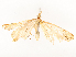  ( - CBG-A54468-D04)  @11 [ ] CreativeCommons - Attribution Share - Alike (2024) CBG Photography Group Centre for Biodiversity Genomics