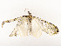  ( - CBG-A54470-A07)  @11 [ ] CreativeCommons - Attribution Share - Alike (2024) CBG Photography Group Centre for Biodiversity Genomics