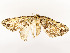  ( - CBG-A54471-A10)  @11 [ ] CreativeCommons - Attribution Share - Alike (2024) CBG Photography Group Centre for Biodiversity Genomics