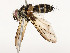  ( - CBG-A54472-A07)  @11 [ ] CreativeCommons - Attribution Share - Alike (2024) CBG Photography Group Centre for Biodiversity Genomics