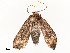  ( - CBG-A54472-C04)  @11 [ ] CreativeCommons - Attribution Share - Alike (2024) CBG Photography Group Centre for Biodiversity Genomics