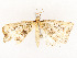  ( - CBG-A54489-A05)  @11 [ ] CreativeCommons - Attribution Share - Alike (2024) CBG Photography Group Centre for Biodiversity Genomics