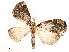  ( - CBG-A54490-B07)  @11 [ ] CreativeCommons - Attribution Share - Alike (2024) CBG Photography Group Centre for Biodiversity Genomics