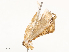  (tortMalaise9398 Malaise1882 - CBG-A54490-B10)  @11 [ ] CreativeCommons - Attribution Share - Alike (2024) CBG Photography Group Centre for Biodiversity Genomics