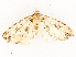  ( - CBG-A54490-G05)  @11 [ ] CreativeCommons - Attribution Share - Alike (2024) CBG Photography Group Centre for Biodiversity Genomics