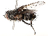  (Patelloa Malaise2588 - CBG-A54491-E02)  @11 [ ] CreativeCommons - Attribution Share - Alike (2024) CBG Photography Group Centre for Biodiversity Genomics