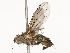  ( - CBG-A54491-E04)  @11 [ ] CreativeCommons - Attribution Share - Alike (2024) CBG Photography Group Centre for Biodiversity Genomics