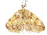  ( - CBG-A54492-C02)  @11 [ ] CreativeCommons - Attribution Share - Alike (2024) CBG Photography Group Centre for Biodiversity Genomics