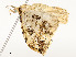  ( - CBG-A54492-C05)  @11 [ ] CreativeCommons - Attribution Share - Alike (2024) CBG Photography Group Centre for Biodiversity Genomics