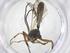  (Campoplex Malaise0547 - CBG-A54914-H01)  @11 [ ] CreativeCommons - Attribution Share - Alike (2024) Centre for Biodiversity Genomics Centre for Biodiversity Genomics
