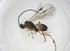  (Glyptapanteles Malaise8649 - CBG-A56475-A12)  @11 [ ] CreativeCommons - Attribution Share - Alike (2024) Centre for Biodiversity Genomics Centre for Biodiversity Genomics