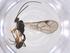  (Plectiscidea Malaise6469 - CBG-A56520-G08)  @11 [ ] CreativeCommons - Attribution Share - Alike (2024) Centre for Biodiversity Genomics Centre for Biodiversity Genomics