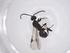  (Hypomicrogaster Malaise4641 - CBG-A56637-F10)  @11 [ ] CreativeCommons - Attribution Share - Alike (2024) Centre for Biodiversity Genomics Centre for Biodiversity Genomics