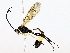  ( - BIOUG62729-G06)  @11 [ ] CreativeCommons - Attribution (2022) CBG Photography Group Centre for Biodiversity Genomics