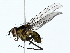  (Cryptomeigenia Malaise3725 - BIOUG70309-B10)  @11 [ ] CreativeCommons - Attribution (2022) CBG Photography Group Centre for Biodiversity Genomics