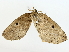  ( - BIOUG70309-E03)  @11 [ ] CreativeCommons - Attribution (2022) CBG Photography Group Centre for Biodiversity Genomics
