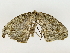  ( - BIOUG70309-F01)  @11 [ ] CreativeCommons - Attribution (2022) CBG Photography Group Centre for Biodiversity Genomics