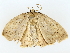  ( - BIOUG70309-F06)  @11 [ ] CreativeCommons - Attribution (2022) CBG Photography Group Centre for Biodiversity Genomics