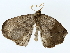  ( - BIOUG70309-F09)  @11 [ ] CreativeCommons - Attribution (2022) CBG Photography Group Centre for Biodiversity Genomics