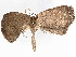  ( - BIOUG70309-F11)  @11 [ ] CreativeCommons - Attribution (2022) CBG Photography Group Centre for Biodiversity Genomics