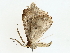  ( - BIOUG70310-A02)  @11 [ ] CreativeCommons - Attribution (2022) CBG Photography Group Centre for Biodiversity Genomics