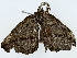  ( - BIOUG70310-A12)  @11 [ ] CreativeCommons - Attribution (2022) CBG Photography Group Centre for Biodiversity Genomics