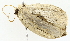  ( - BIOUG70310-B02)  @11 [ ] CreativeCommons - Attribution (2022) CBG Photography Group Centre for Biodiversity Genomics