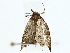  ( - BIOUG70310-D04)  @11 [ ] CreativeCommons - Attribution (2022) CBG Photography Group Centre for Biodiversity Genomics