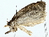  ( - BIOUG70310-D08)  @11 [ ] CreativeCommons - Attribution (2022) CBG Photography Group Centre for Biodiversity Genomics