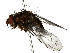  (tachMalaise2500 - BIOUG70310-G01)  @11 [ ] CreativeCommons - Attribution (2022) CBG Photography Group Centre for Biodiversity Genomics