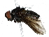  ( - BIOUG70311-A11)  @11 [ ] CreativeCommons - Attribution (2022) CBG Photography Group Centre for Biodiversity Genomics