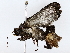  ( - BIOUG72942-F12)  @11 [ ] CreativeCommons - Attribution (2022) CBG Photography Group Centre for Biodiversity Genomics
